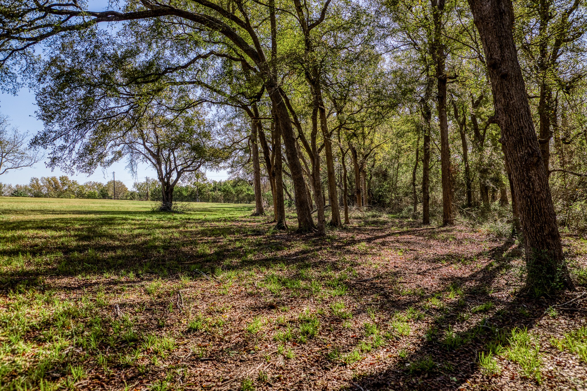 1598 Tiemann Road , New Ulm, TX, 78950 | 16415437 | Realty Texas LLC