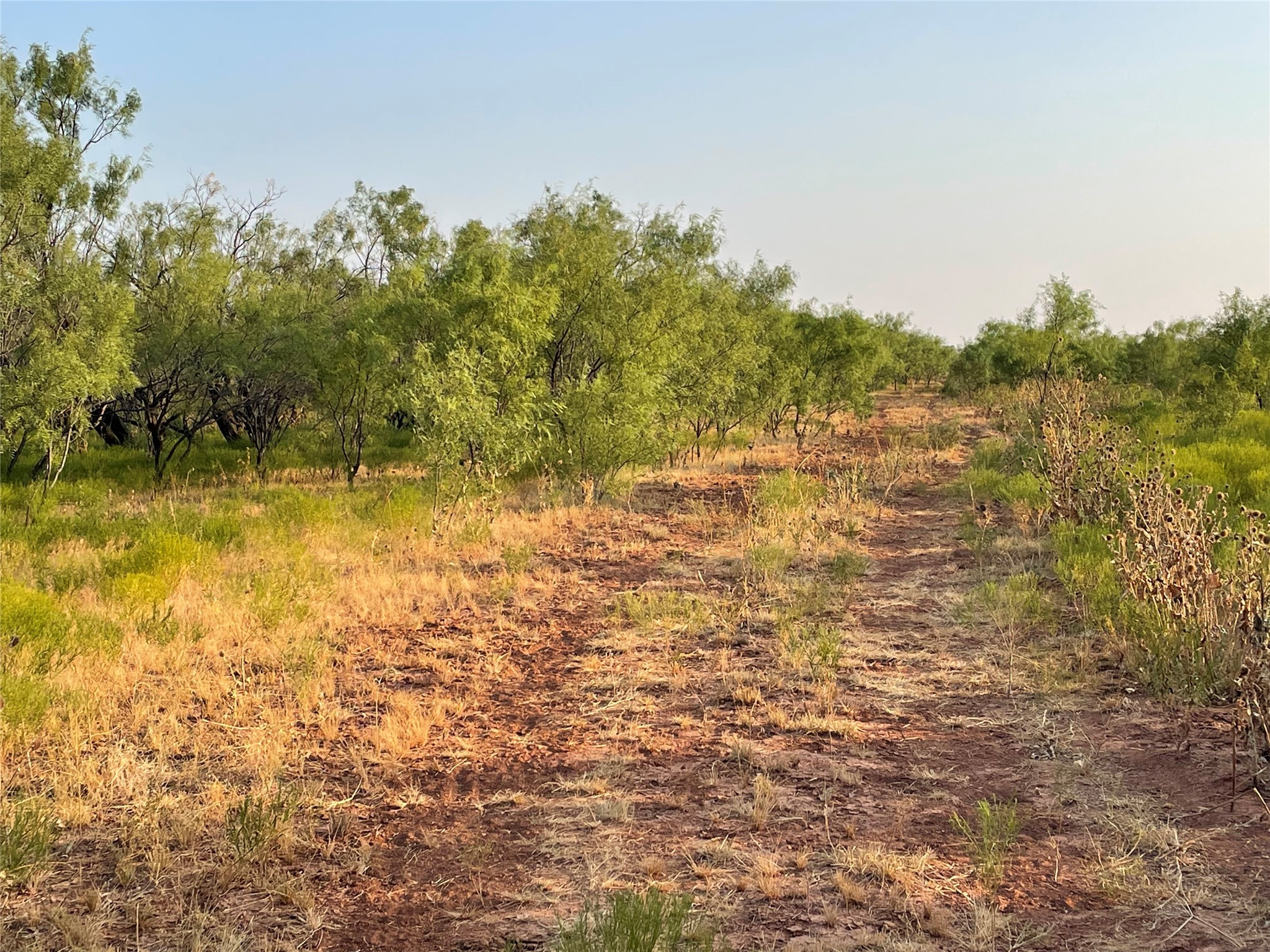 100+/- Ac TBD Hwy 6 , Lueders, TX, 79533 | 20792430 | Realty Texas LLC