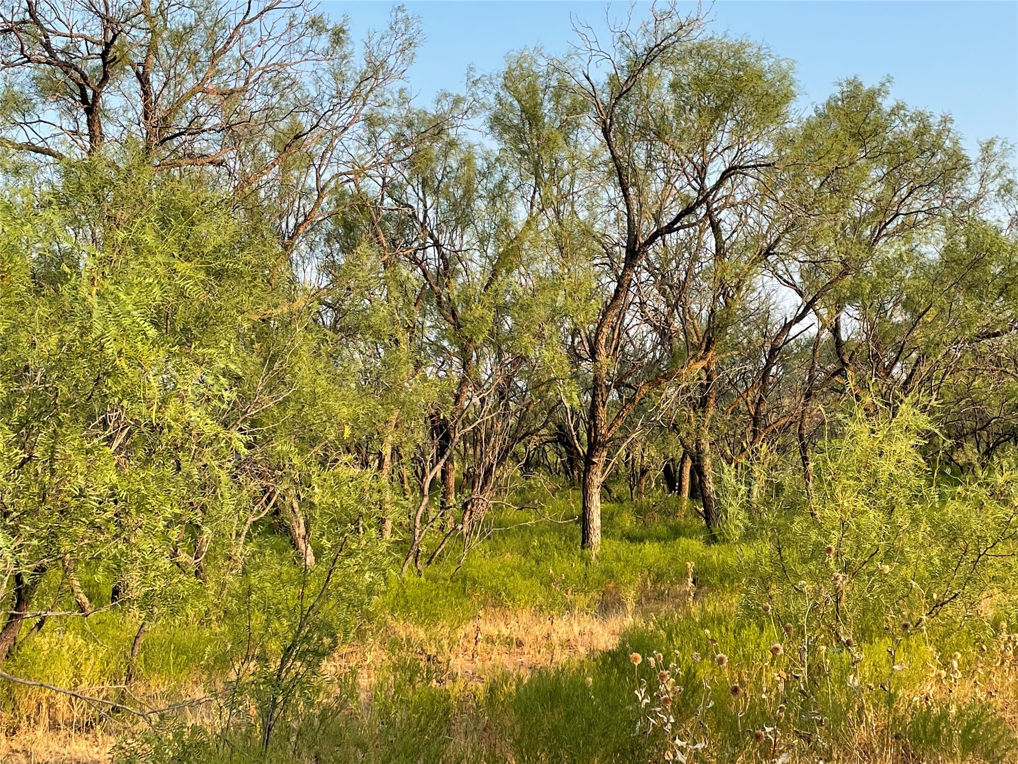 100+/- Ac TBD Hwy 6 , Lueders, TX, 79533 | 20792430 | Realty Texas LLC
