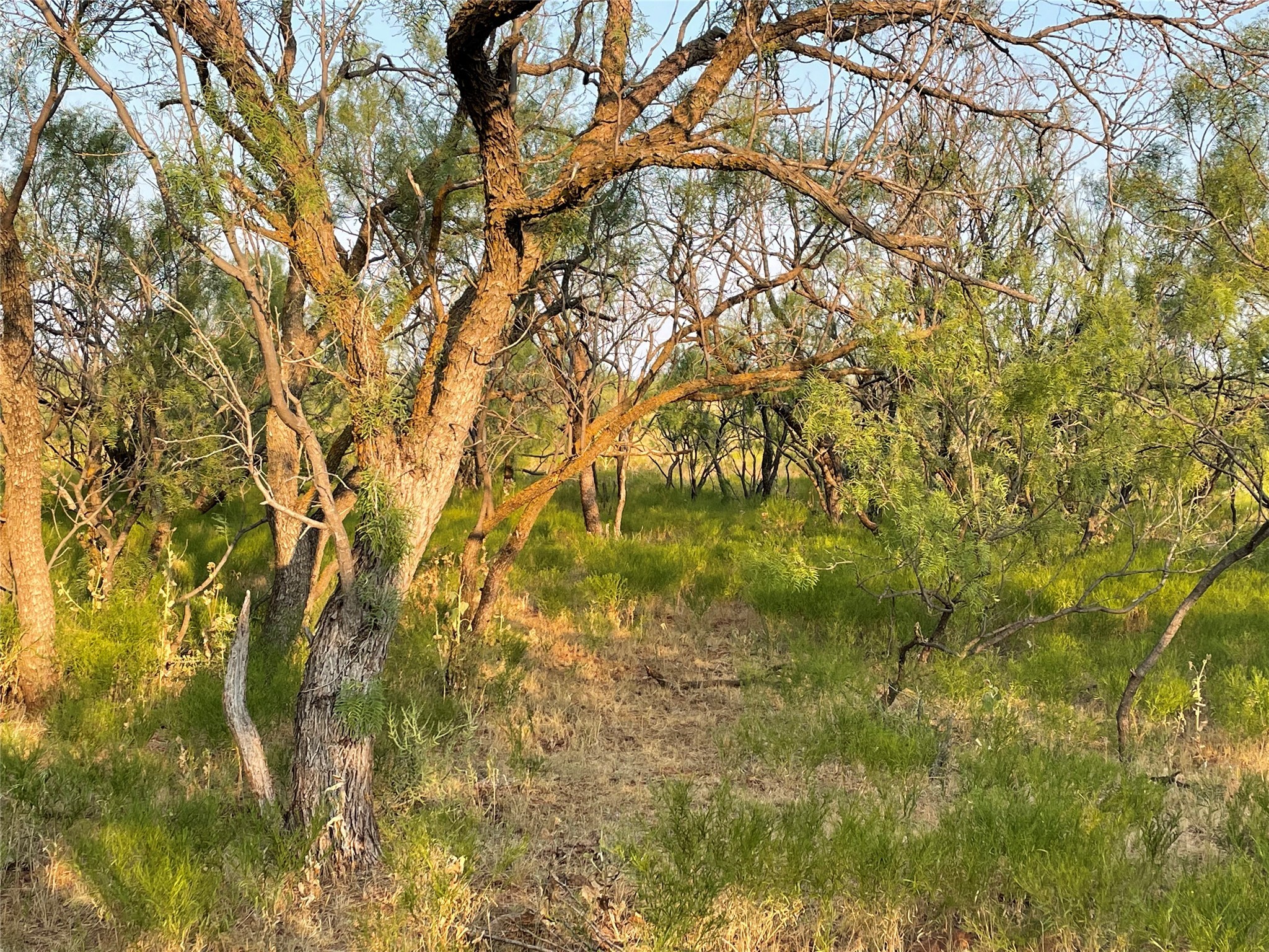 100+/- Ac TBD Hwy 6 , Lueders, TX, 79533 | 20792430 | Realty Texas LLC