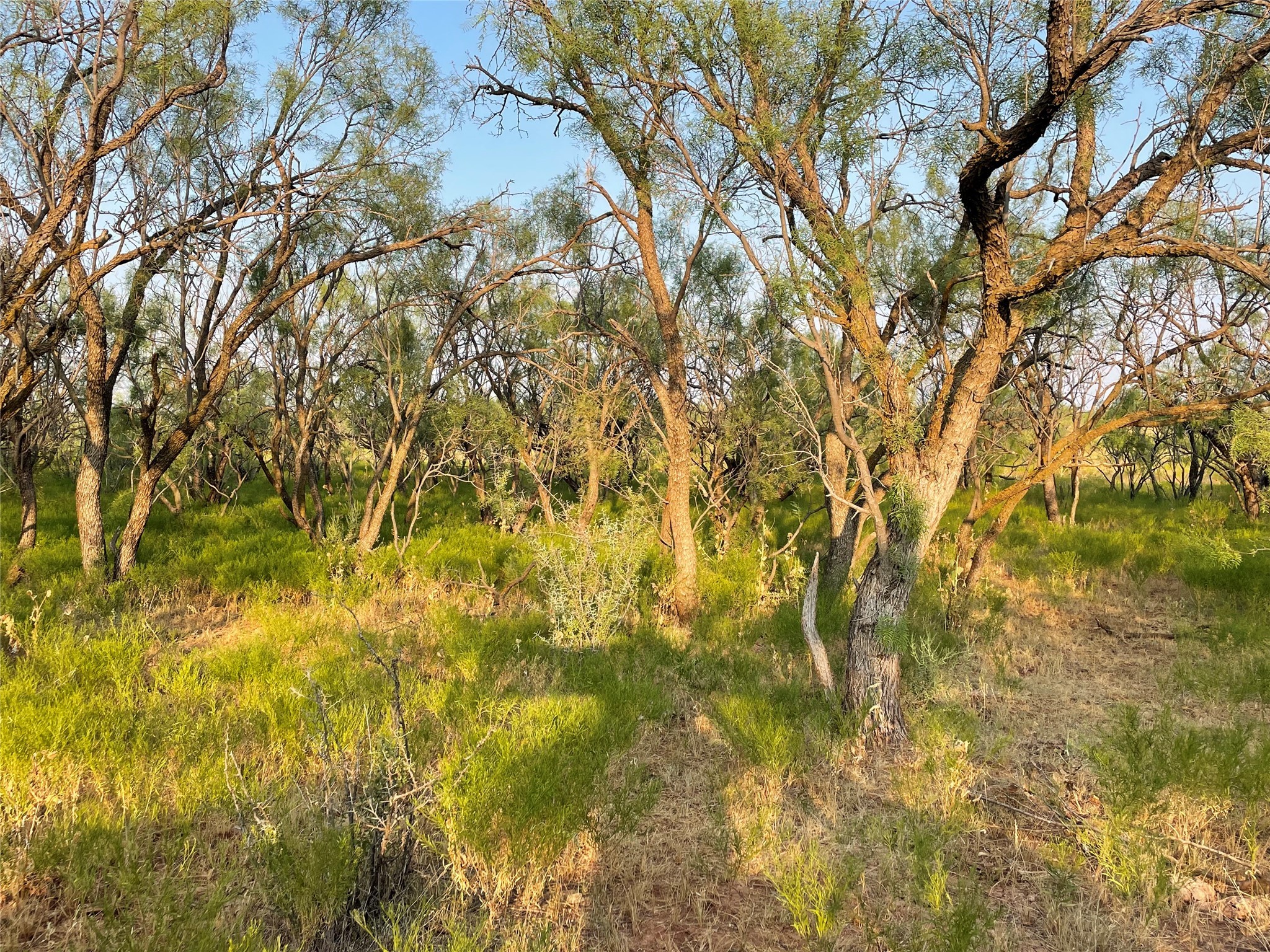 100+/- Ac TBD Hwy 6 , Lueders, TX, 79533 | 20792430 | Realty Texas LLC