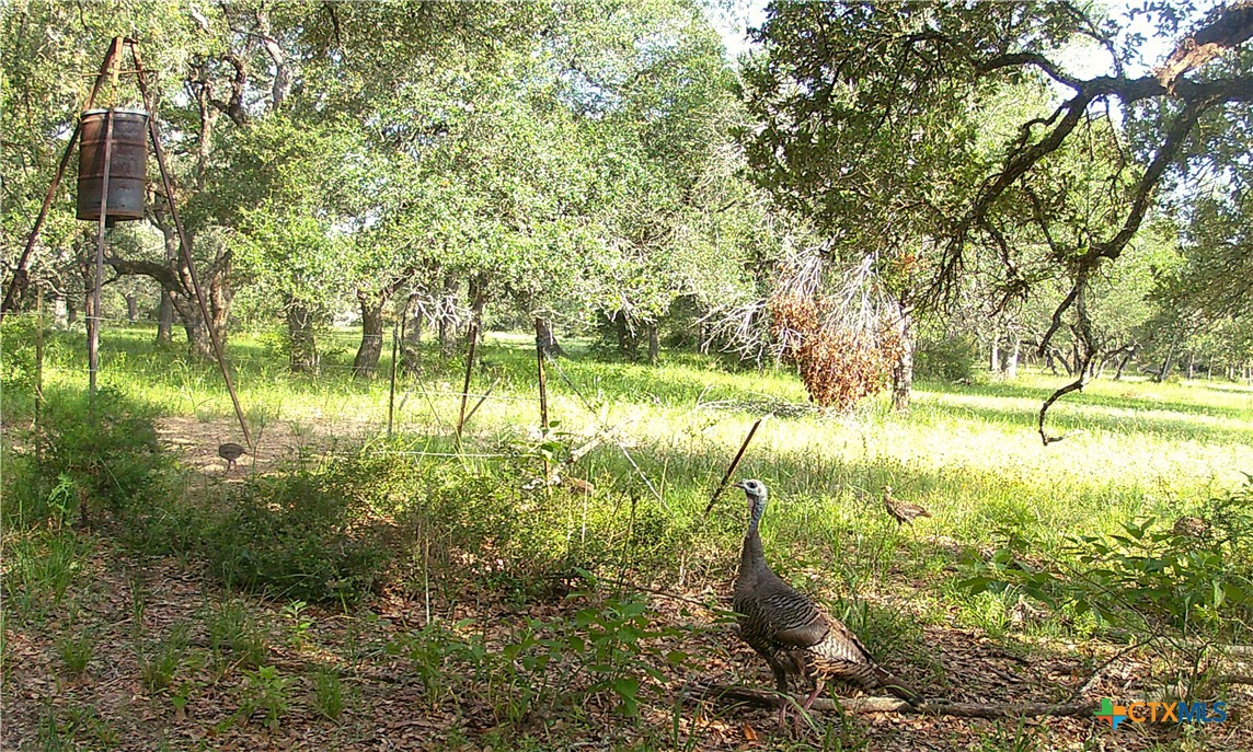 TBD2 County Road 19 , Garwood, TX, 77442 | 565618 | Realty Texas LLC