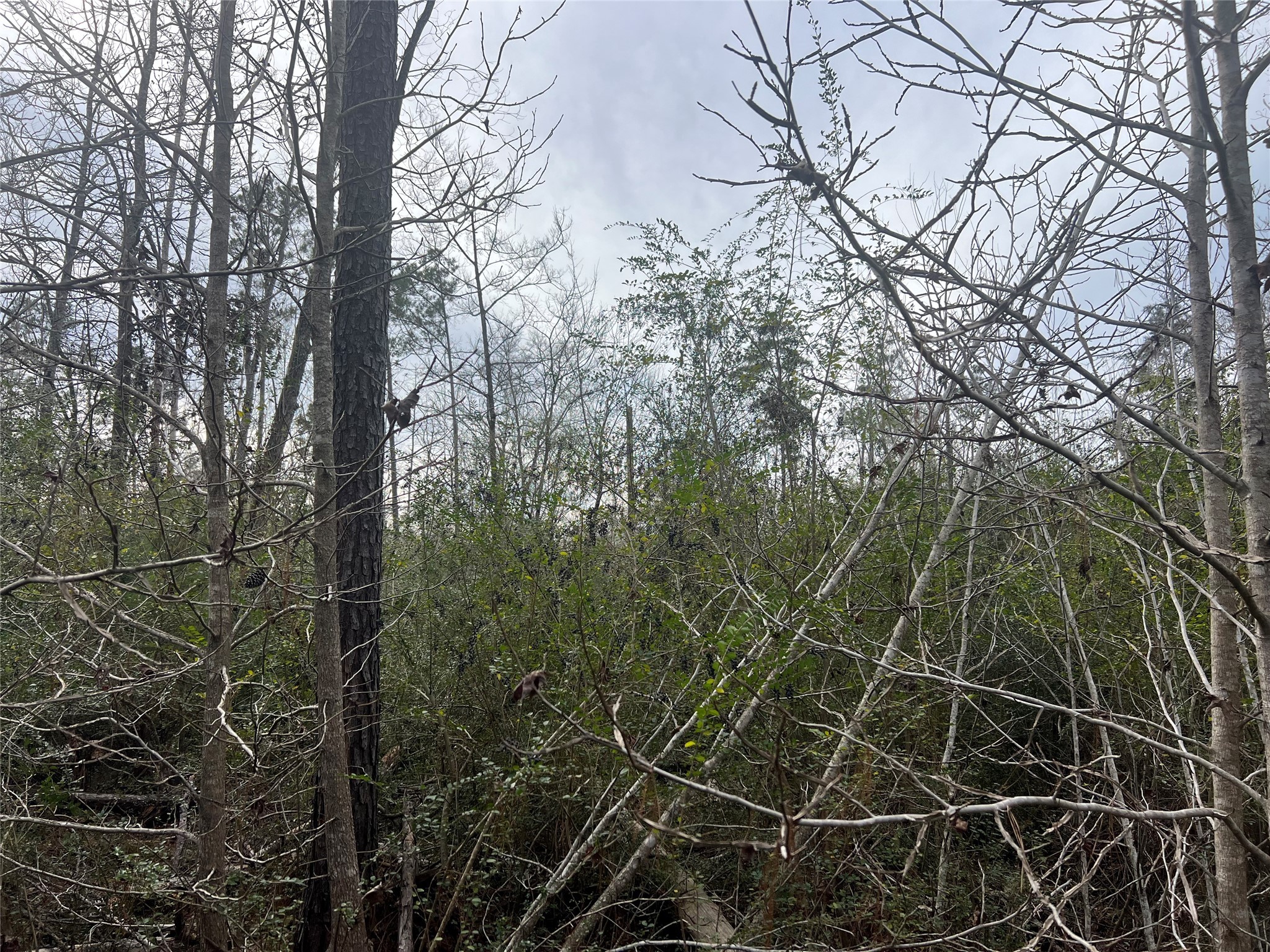 TBD 59 Loop Drive, Livingston, TX, 77351 | 88265166 | Realty Texas LLC