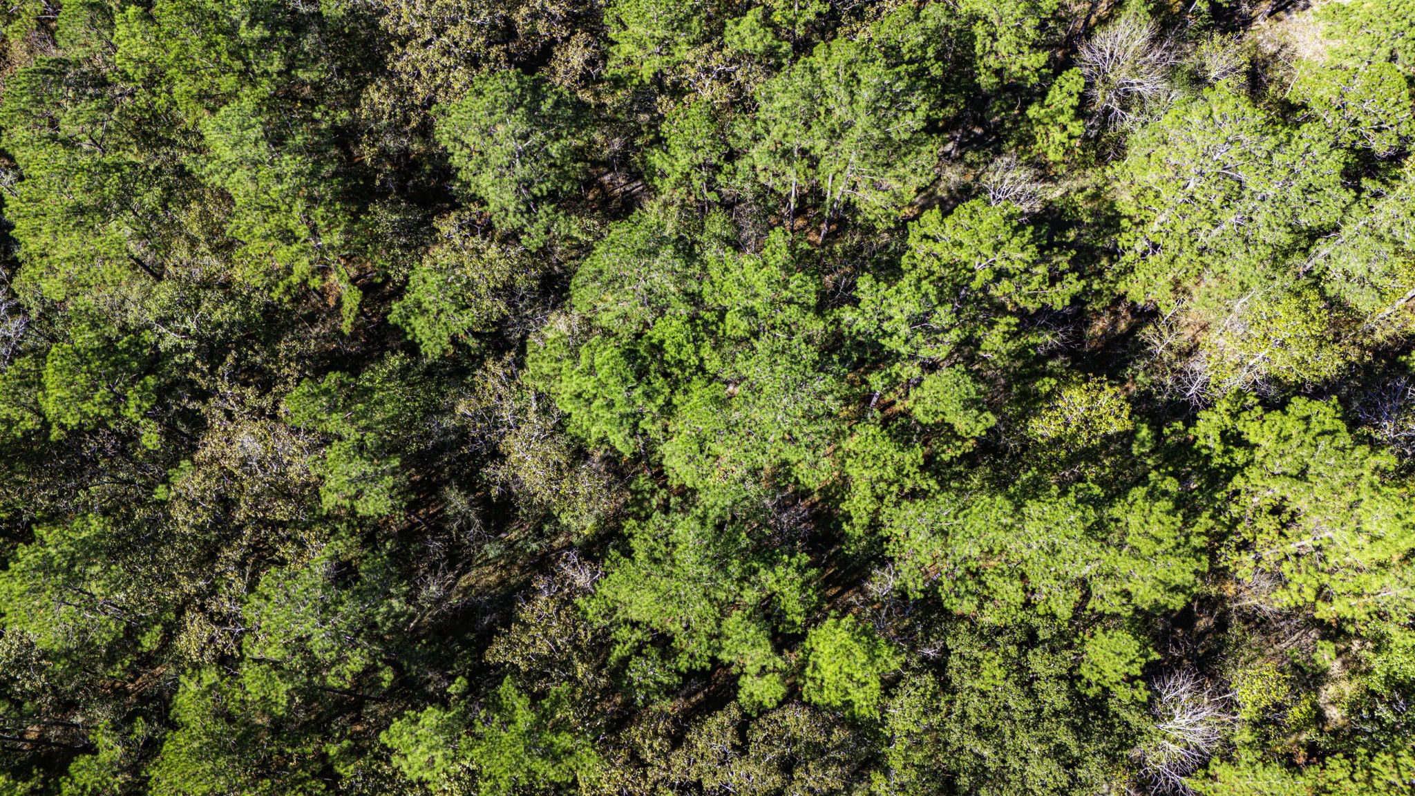 017 Magnolia Ranch Road, Onalaska, TX, 77360 | 66454260 | Realty Texas LLC