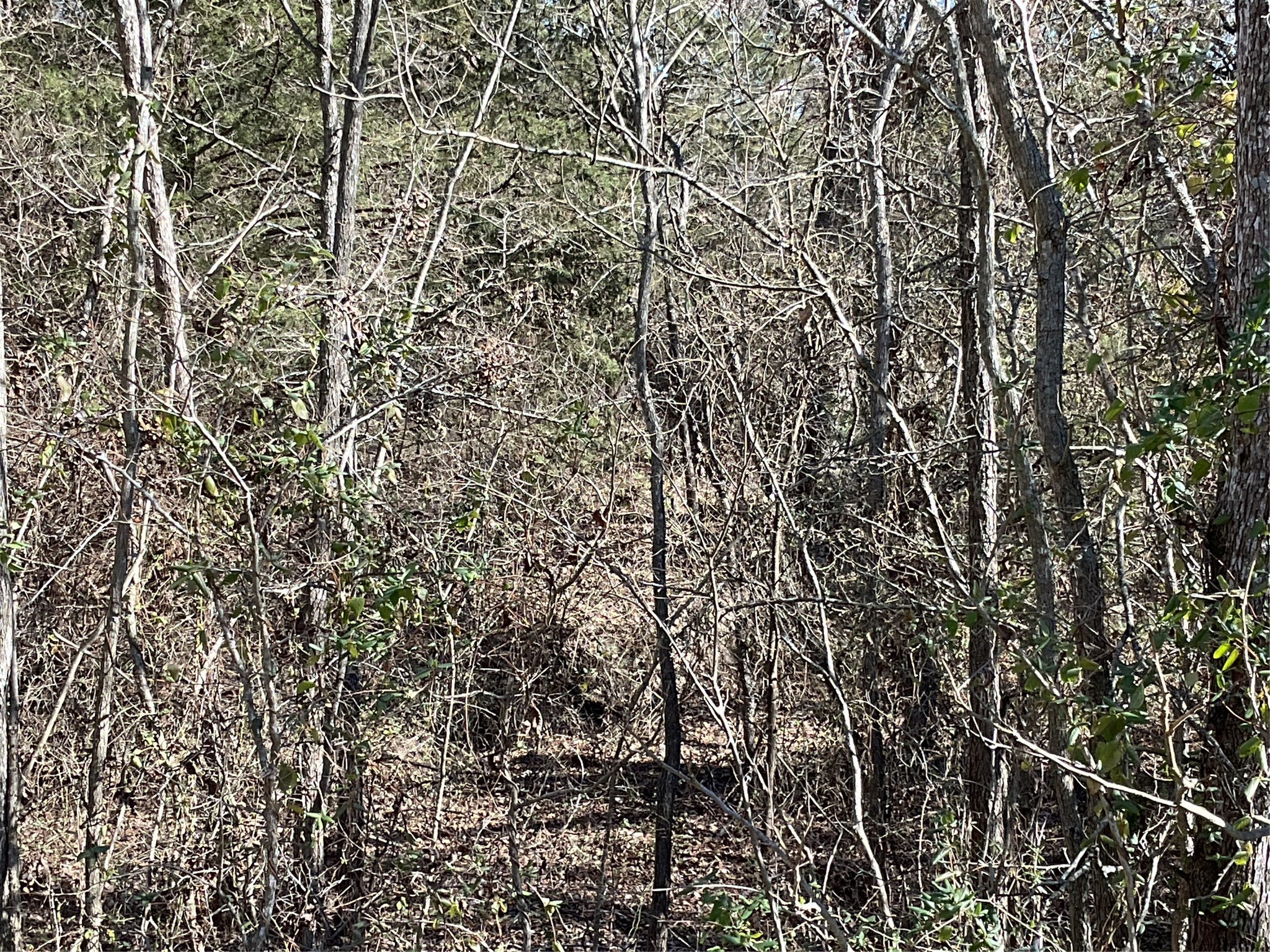 3443 Luella Road , Sherman, TX, 75090 | 20821513 | Realty Texas LLC