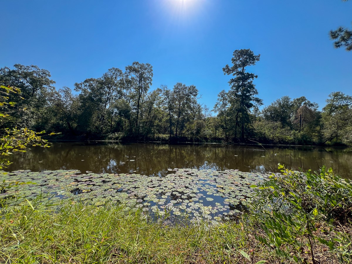 1 Off County Road 2925, Grapeland, TX, 75844 | 58535058 | Realty Texas LLC