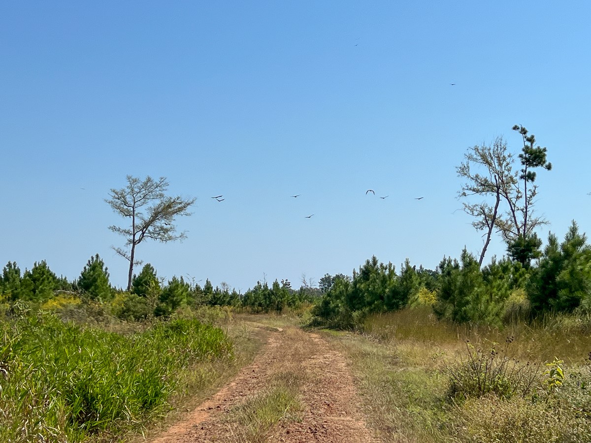 1 Off County Road 2925, Grapeland, TX, 75844 | 58535058 | Realty Texas LLC