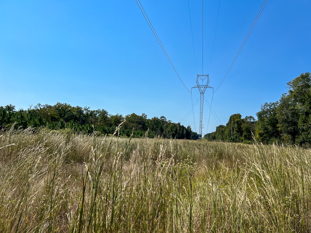 1 Off County Road 2925, Grapeland, TX, 75844 | 58535058 | Realty Texas LLC