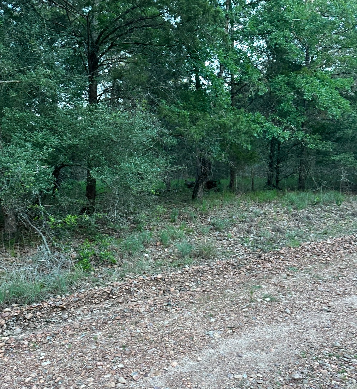 000000 Rose, Willis, TX, 77388 | 17582369 | Realty Texas LLC