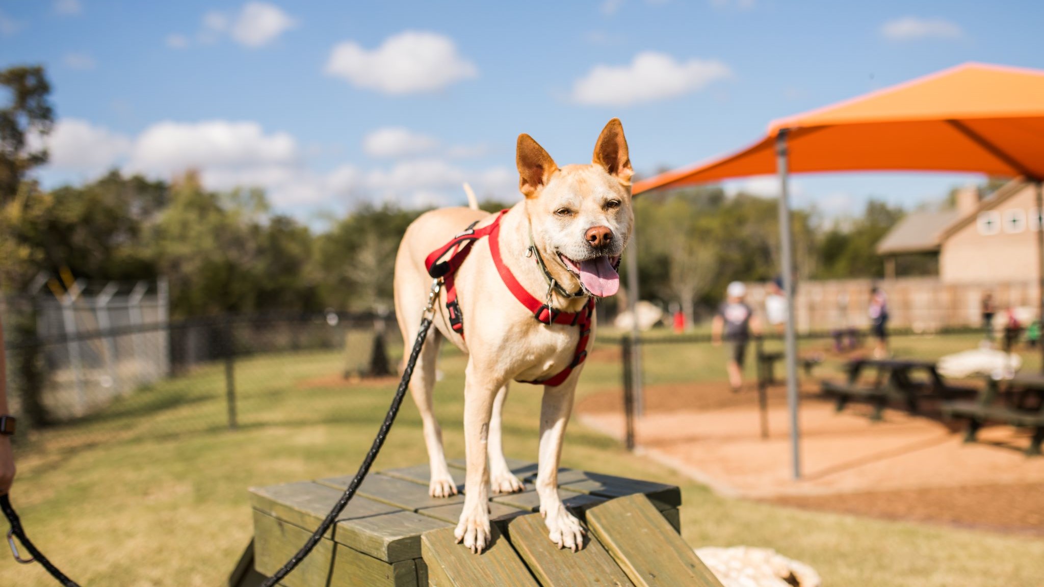 230 Jates Field BND, Liberty Hill, TX, 78642 | 6260758 | Realty Texas LLC