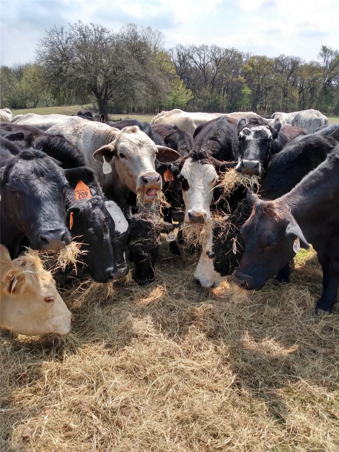 8200 Fm 3136 , Alvarado, TX, 76009 | 20846960 | Realty Texas LLC