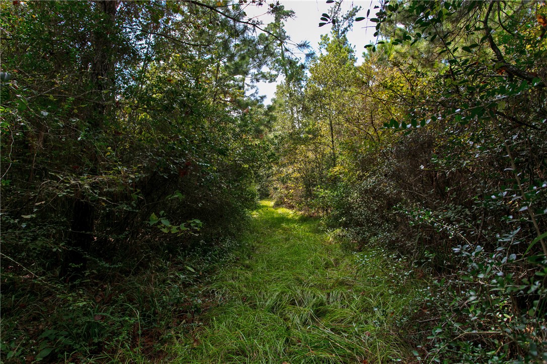10.25 Acres CR 209 , Plantersville, TX, 77363 | 25002974 | Realty Texas LLC