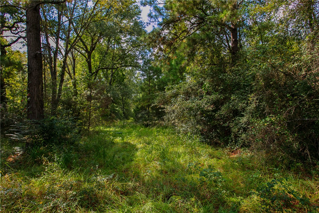 10.25 Acres CR 209 , Plantersville, TX, 77363 | 25002974 | Realty Texas LLC