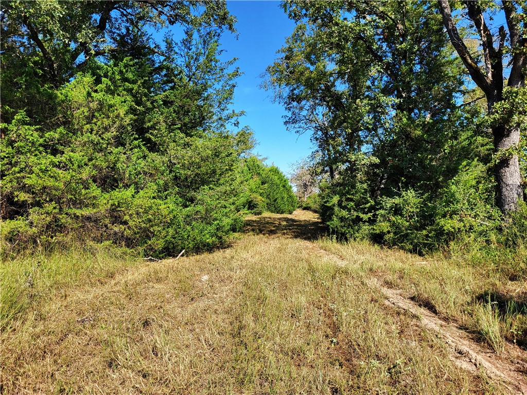151 Acres LCR 758 , Thornton, TX, 76687 | 225731 | Realty Texas LLC
