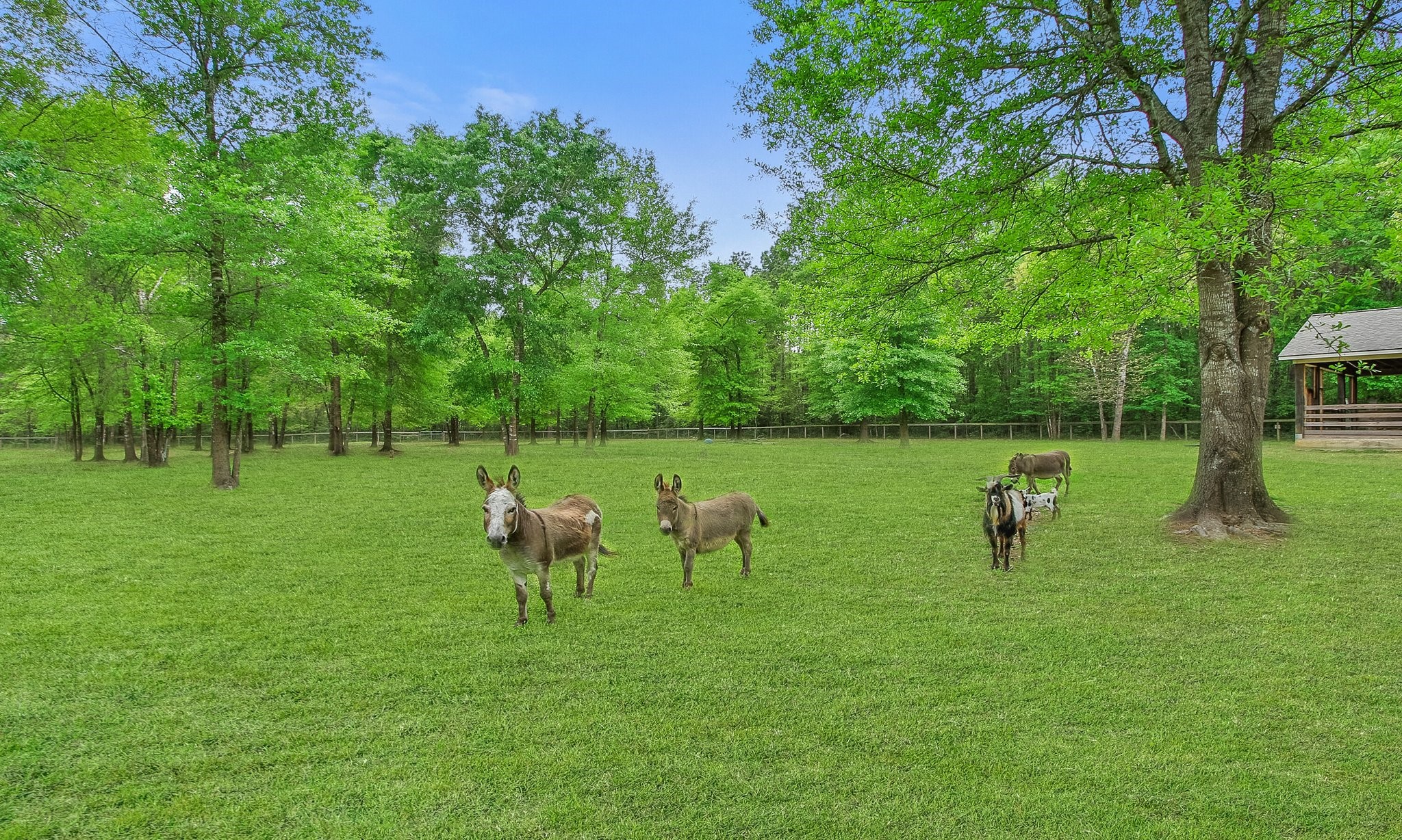 17427 Horseshoe Bend , Waller, TX, 77484 | 49490856 | Realty Texas LLC