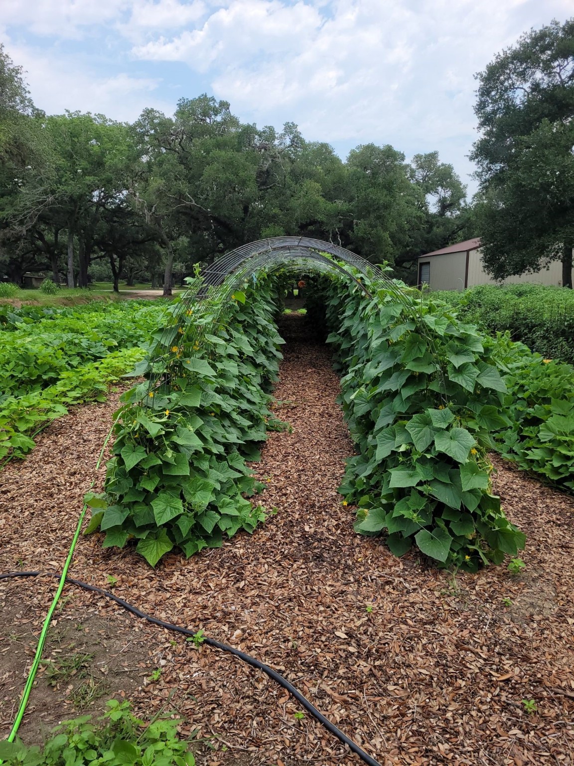 52 Sandy Creek Drive , Van Vleck, TX, 77482 | 17619392 | Realty Texas LLC
