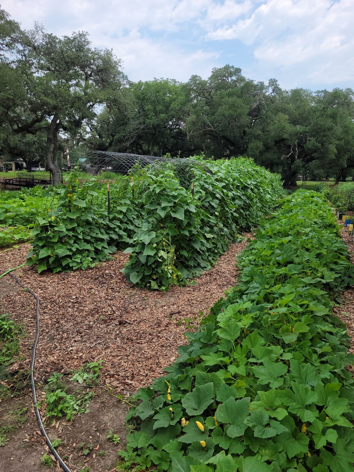 52 Sandy Creek Drive , Van Vleck, TX, 77482 | 17619392 | Realty Texas LLC