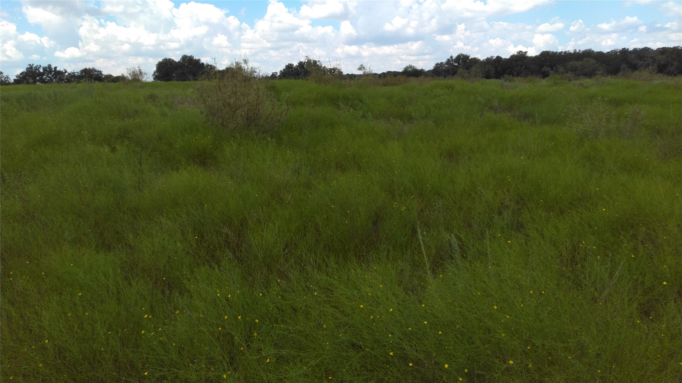 TBD Lot 44 CR 127 , Carlton, TX, 76436 | 20899707 | Realty Texas LLC