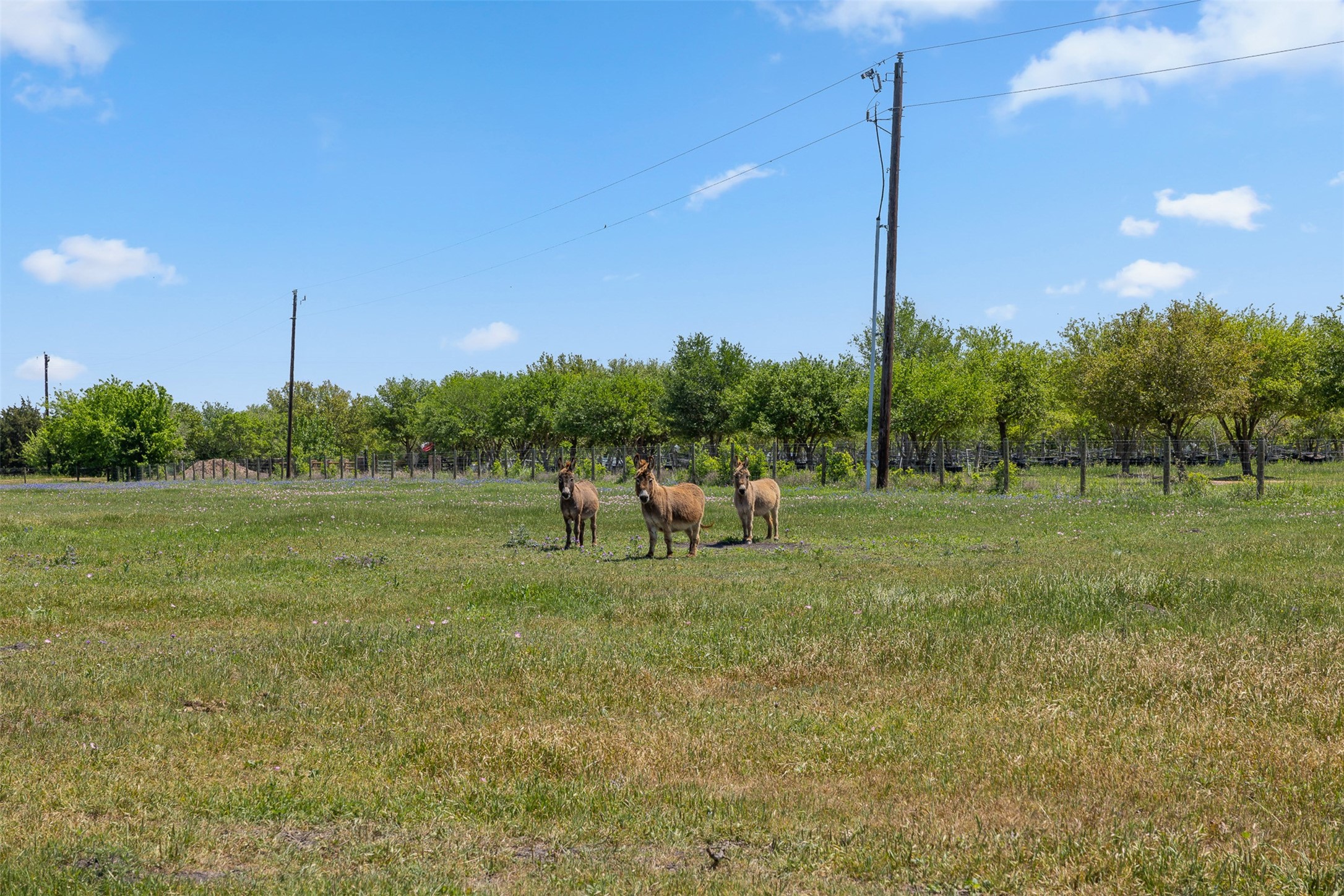 139 Blossom Hill Road , Round Top, TX, 78954 | 63274400 | Realty Texas LLC