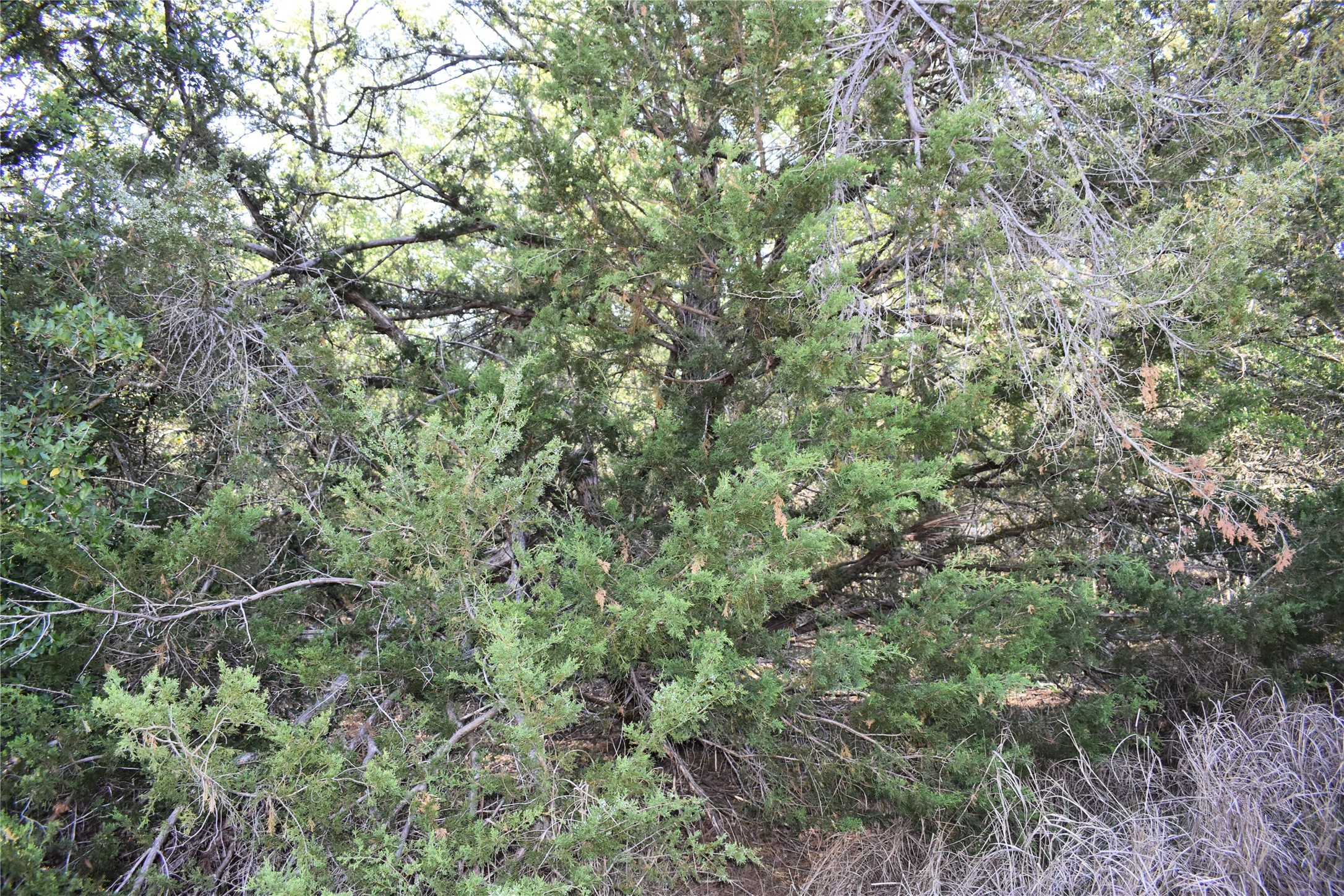 511 Deer Run Trail, Somerville, TX, 77879 | 78735471 | Realty Texas LLC