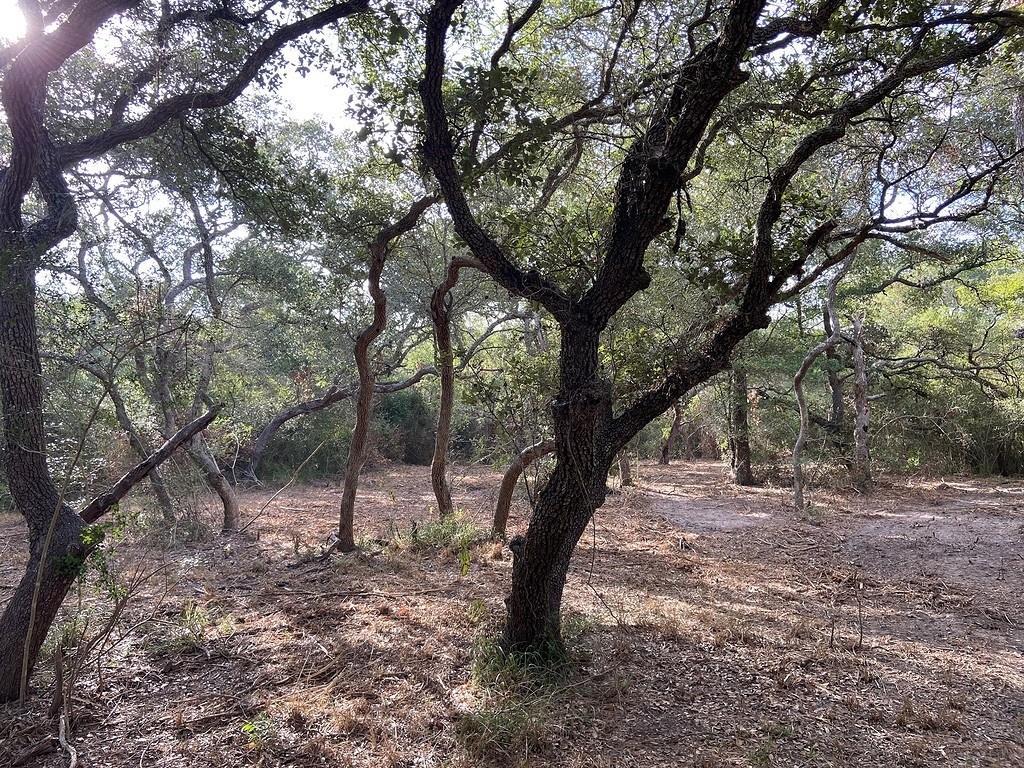 TBD Loose Cow Road , Garwood, TX, 77442 | 43434852 | Realty Texas LLC