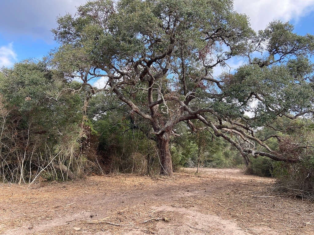 TBD Loose Cow Road , Garwood, TX, 77442 | 43434852 | Realty Texas LLC
