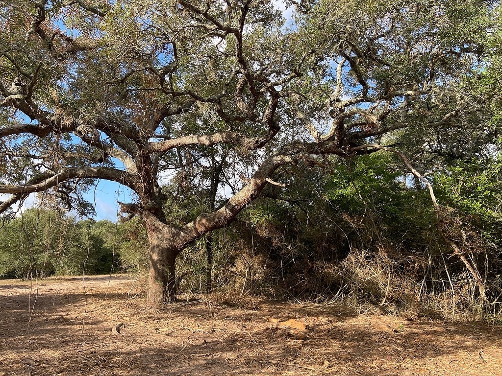 TBD Loose Cow Road , Garwood, TX, 77442 | 43434852 | Realty Texas LLC