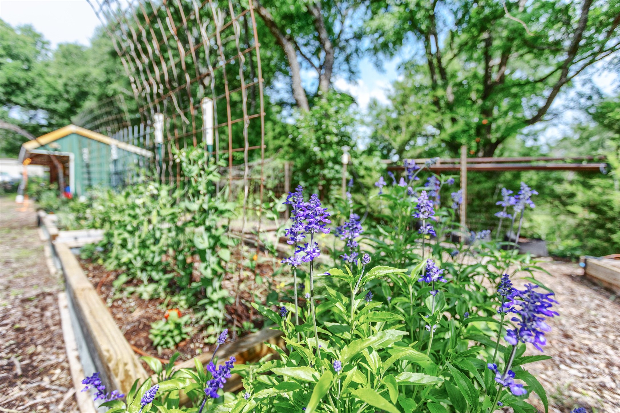801 Dalton Drive , Princeton, TX, 75407 | 20928040 | Realty Texas LLC
