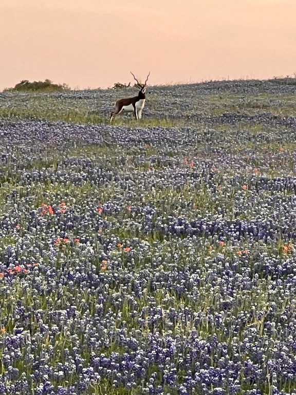 2265 County Road 106 , Purmela, TX, 76566 | 2982062 | Realty Texas LLC