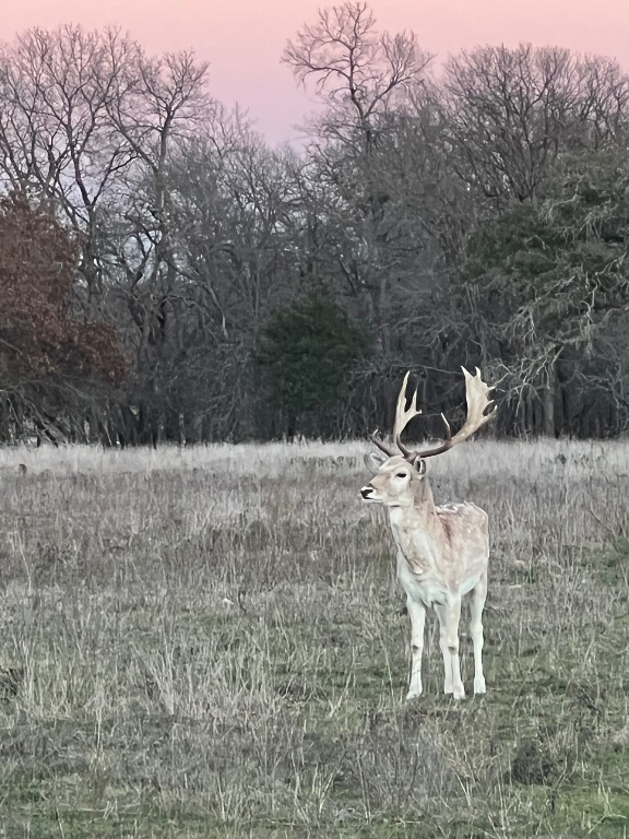 2265 County Road 106 , Purmela, TX, 76566 | 2982062 | Realty Texas LLC