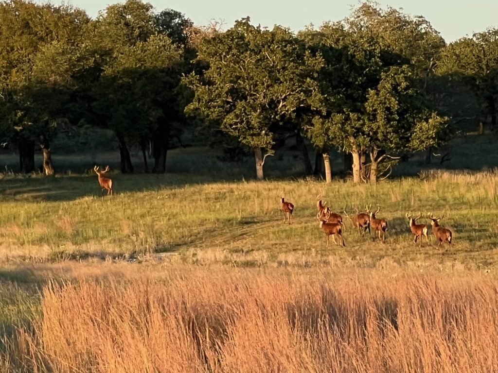 2265 County Road 106 , Purmela, TX, 76566 | 2982062 | Realty Texas LLC