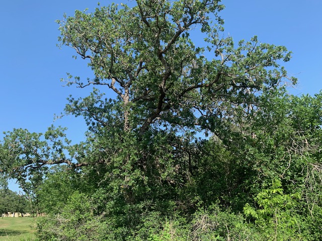 262 Colovista Parkway , Bastrop, TX, 78602 | 2992064 | Realty Texas LLC