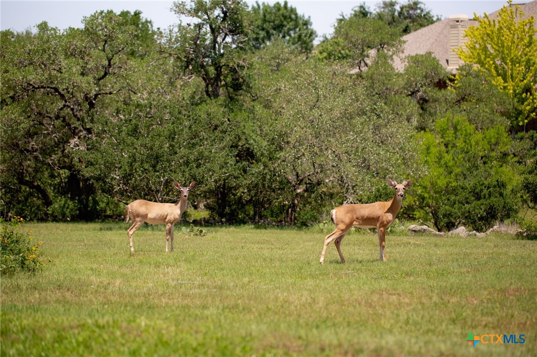 557 Timber Hollow , New Braunfels, TX, 78132 | 578898 | Realty Texas LLC