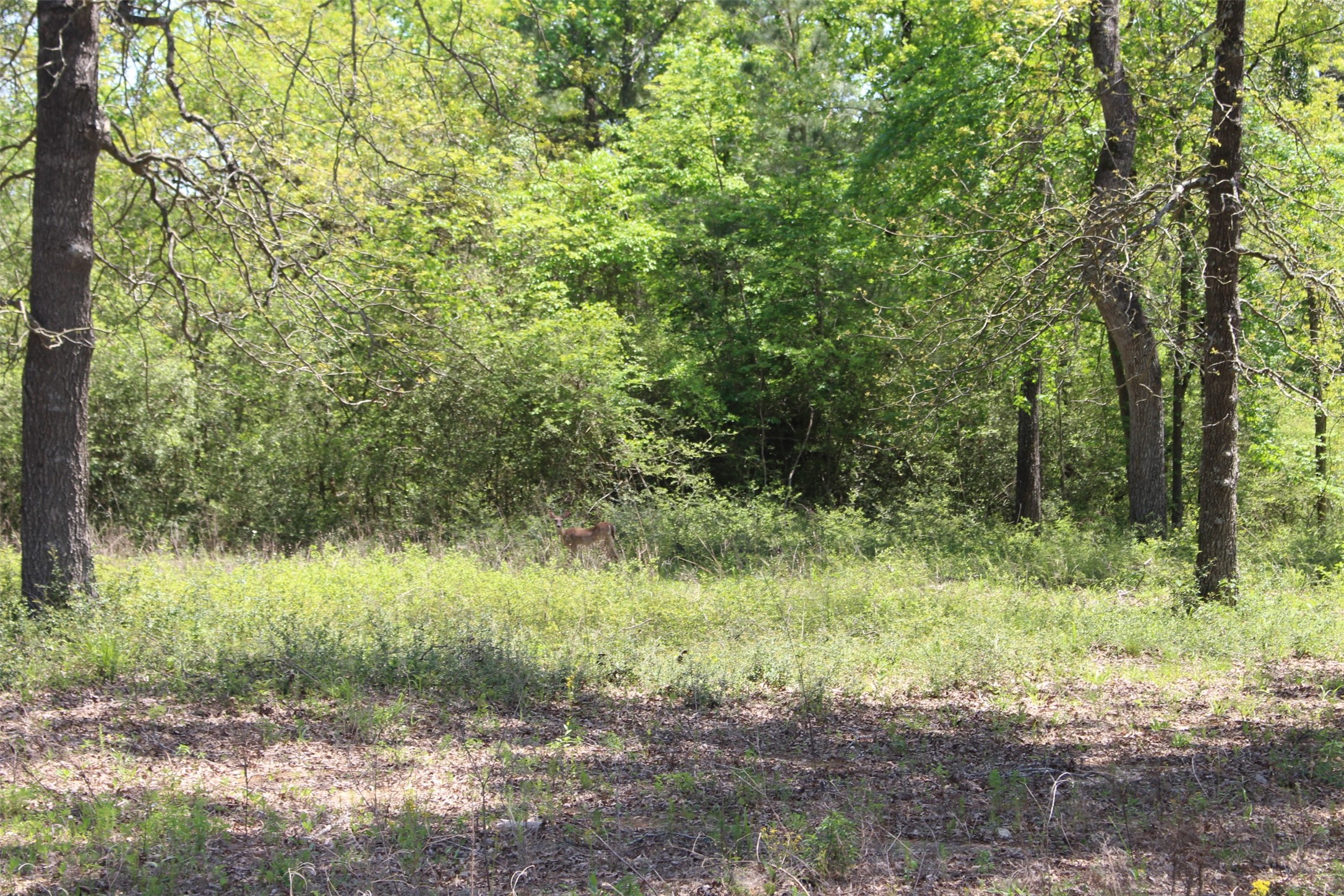 Tract 6 Private Road 1311 , Centerville, TX, 75833 | 95504119 | Realty Texas LLC