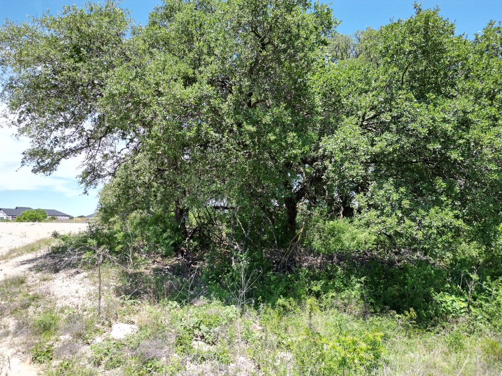 Lot 42 Serenity Drive, Bertram, TX, 78605 | 1612590 | Realty Texas LLC