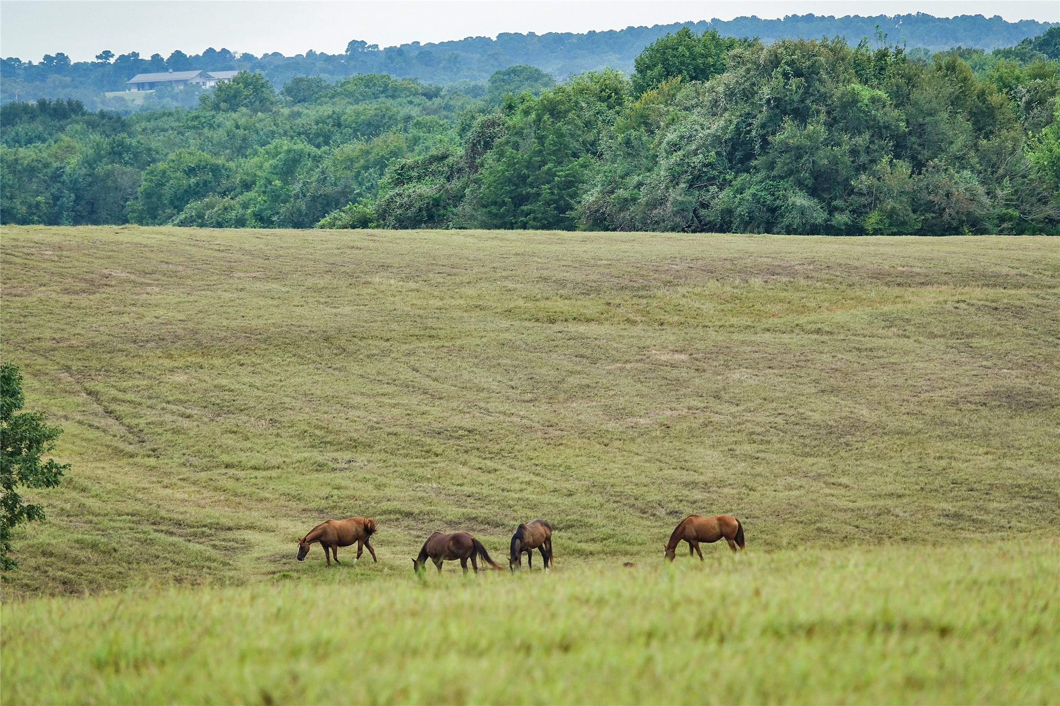 000 Tract #1 Whitehall Ranch Road , Navasota, TX, 77868 | 95897936 | Realty Texas LLC