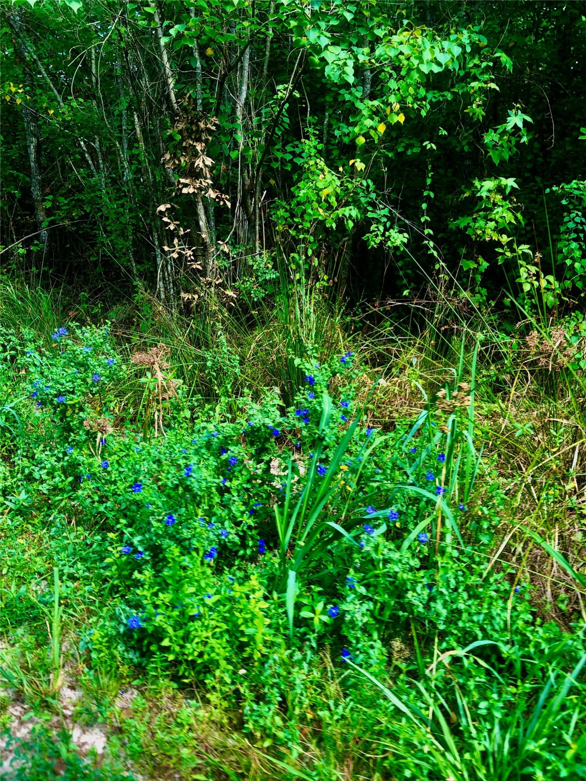 TBD State Highway 242 , Conroe, TX, 77302 | 88314847 | Realty Texas LLC