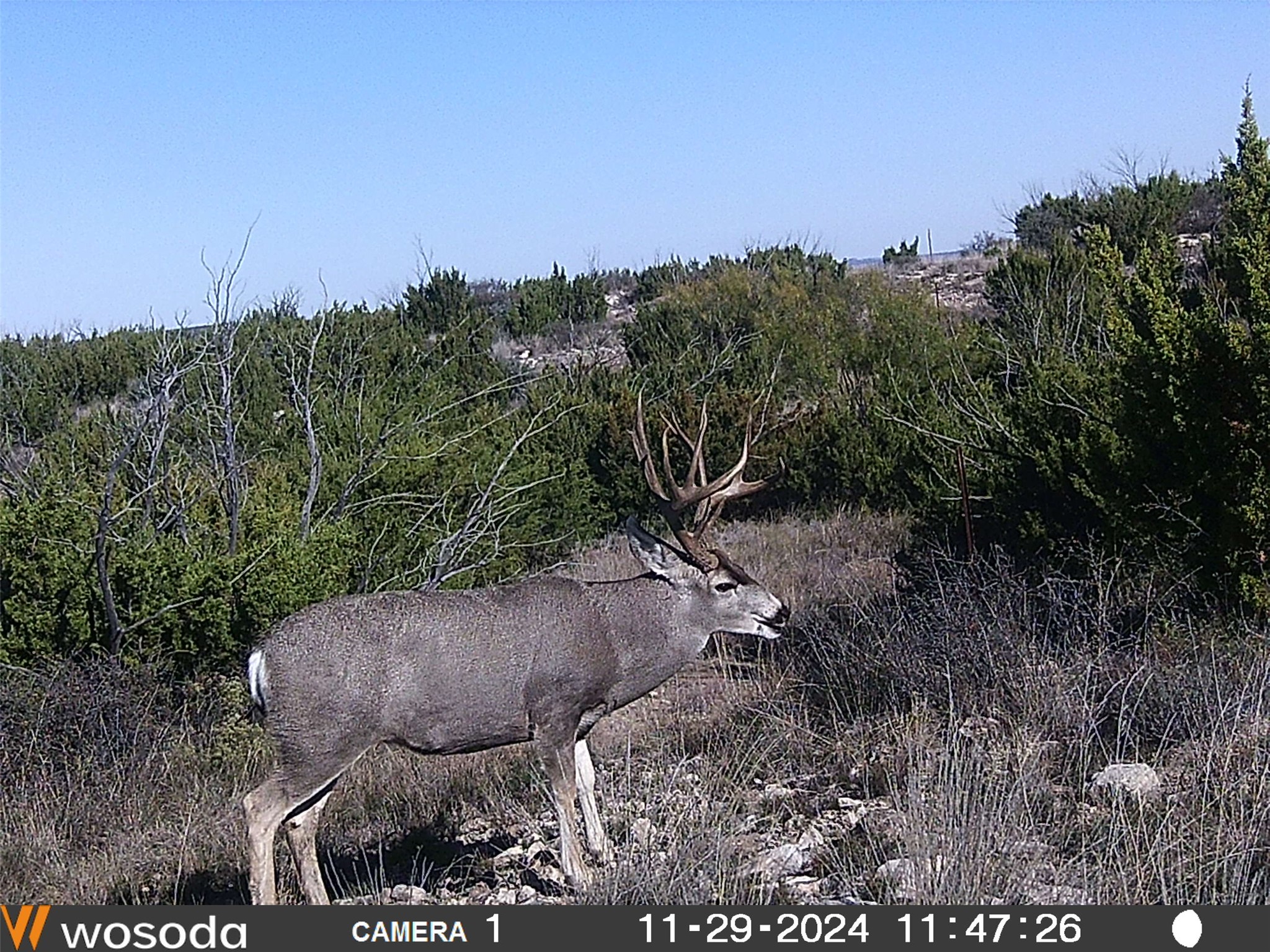 906 CR 235, Aspermont, TX, 79502 | 9658601 | Realty Texas LLC