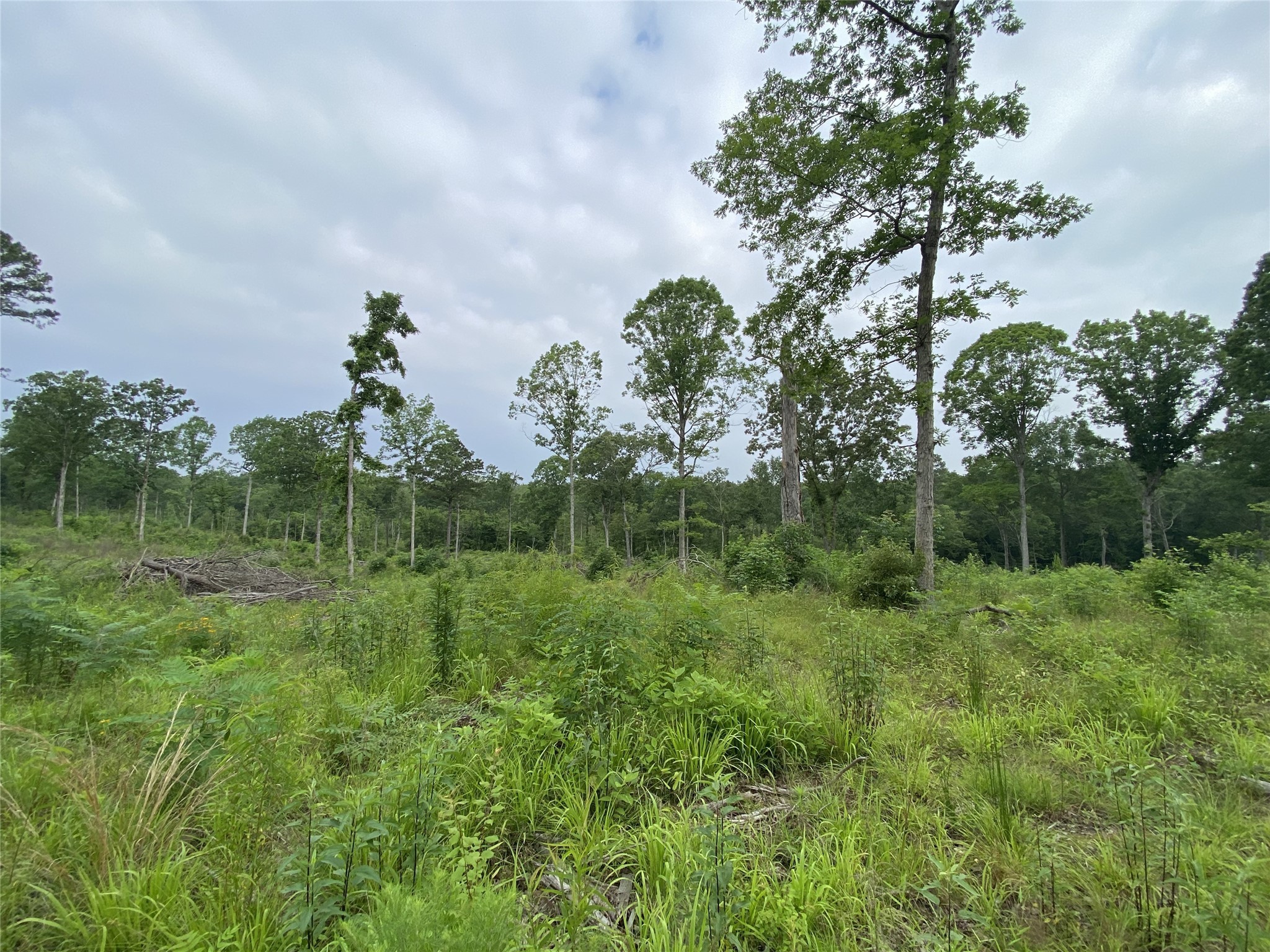 TBD US HWY 259 , Ore City, TX, 75683 | 20951720 | Realty Texas LLC