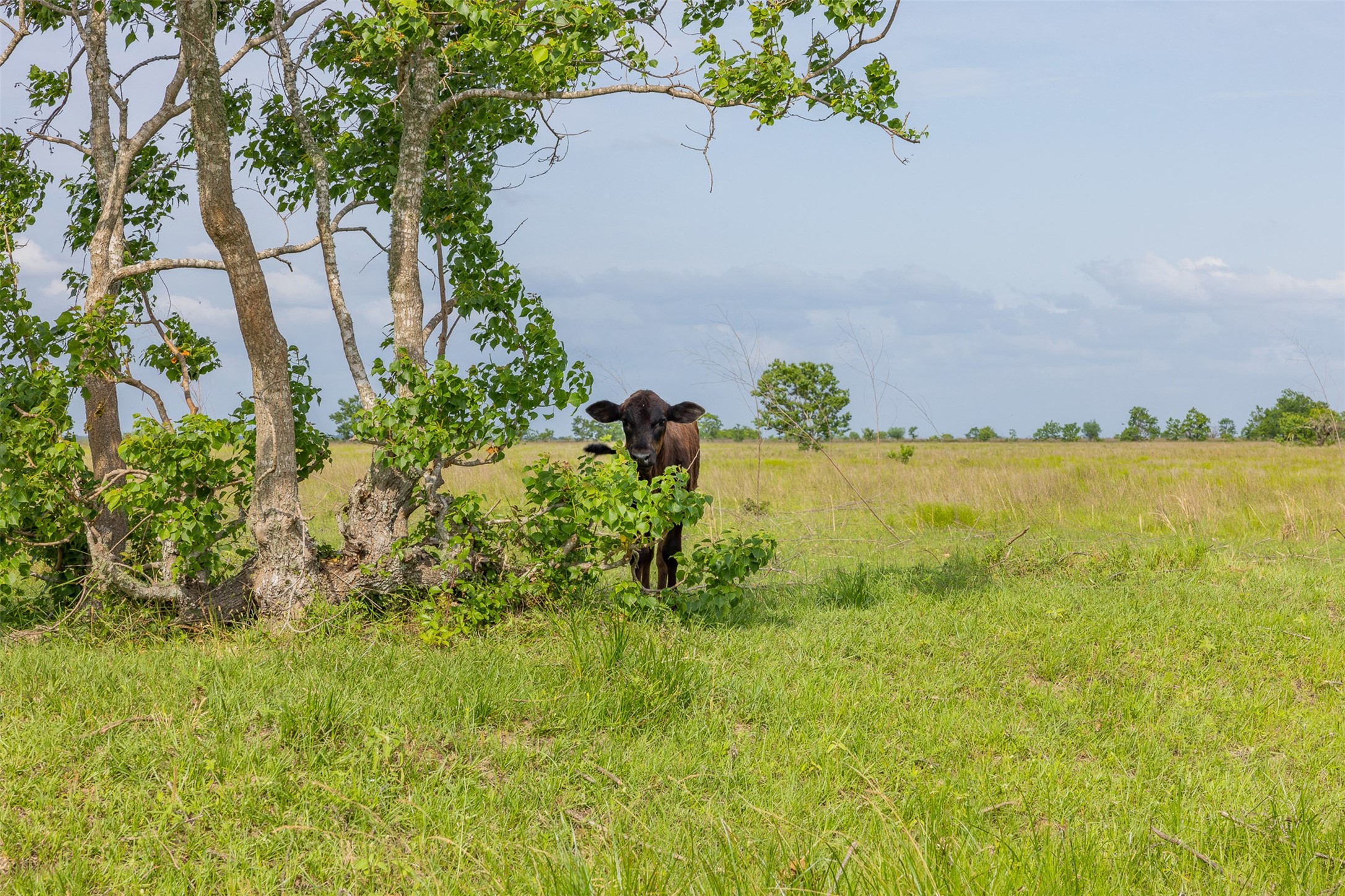 8417 Green Leaf Lane, Brookshire, TX, 77423 | 3941648 | Realty Texas LLC