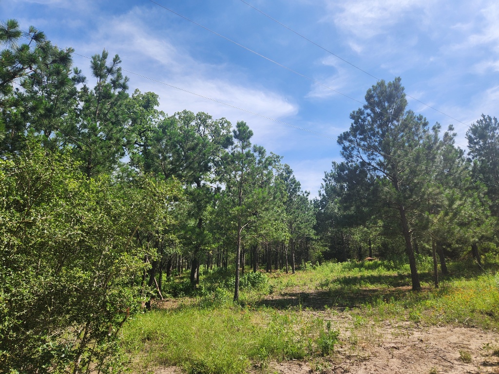124 Paintbrush Lane , Bastrop, TX, 78602 | 7885918 | Realty Texas LLC