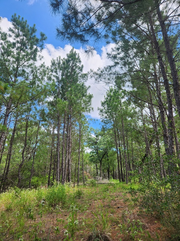 124 Paintbrush Lane , Bastrop, TX, 78602 | 7885918 | Realty Texas LLC