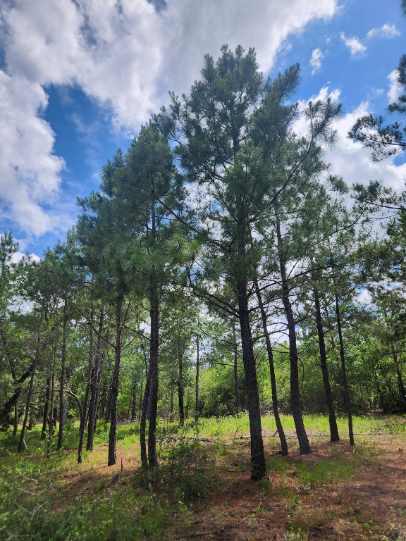 124 Paintbrush Lane , Bastrop, TX, 78602 | 7885918 | Realty Texas LLC