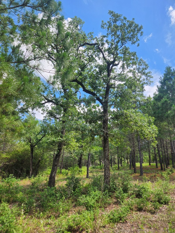 124 Paintbrush Lane , Bastrop, TX, 78602 | 7885918 | Realty Texas LLC