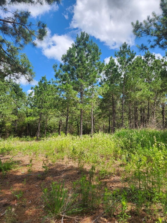 124 Paintbrush Lane , Bastrop, TX, 78602 | 7885918 | Realty Texas LLC