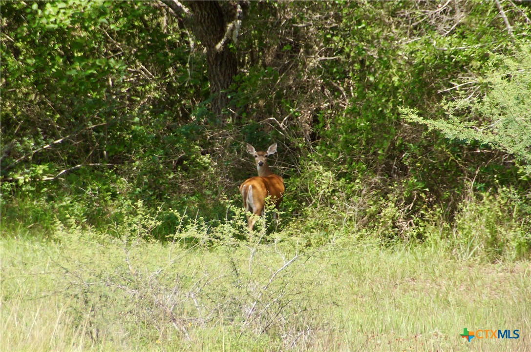 000 Zengerle Rd Tract 11, Thomaston, TX, 77954 | 581880 | Realty Texas LLC