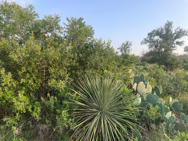 Lot 23 Cr 140, Burnet, TX, 78611 | 5808336 | Realty Texas LLC