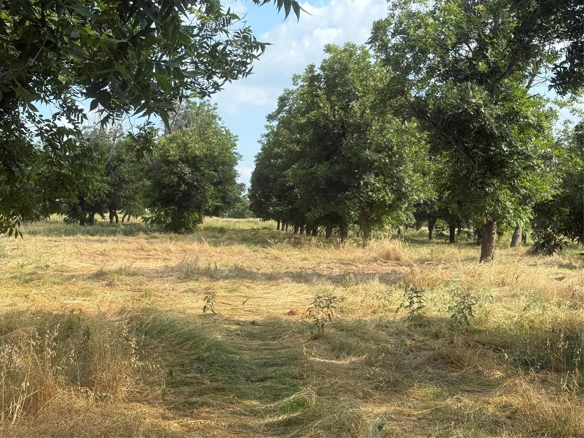 TBD CR 416, Comanche, TX, 76442 | 20960765 | Realty Texas LLC