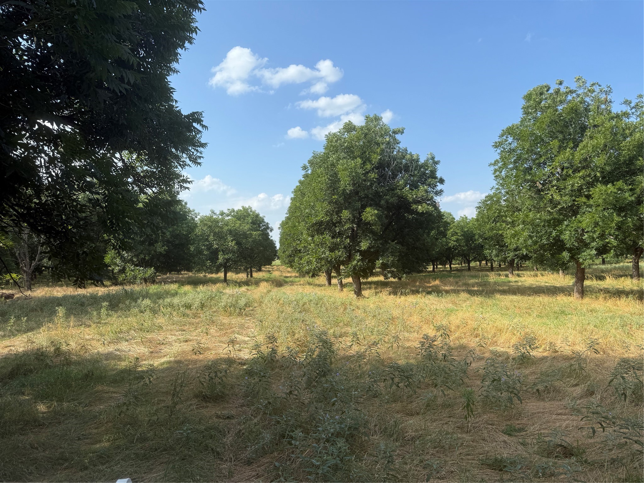 TBD CR 416, Comanche, TX, 76442 | 20960765 | Realty Texas LLC