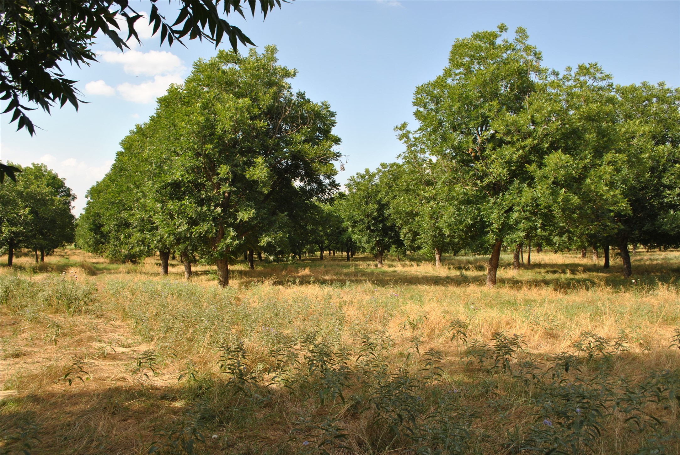 TBD CR 416, Comanche, TX, 76442 | 20960765 | Realty Texas LLC